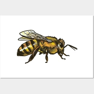 Honeybee Posters and Art